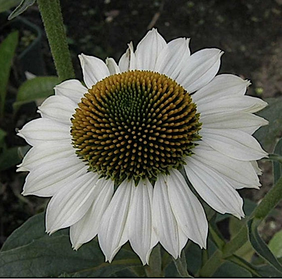 Echinacea Purity (r)  vaso 1 lt.