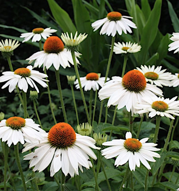 Echinacea Purity (r)  vaso 1 lt.
