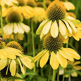 Echinacea Sunrise (r)  vaso 1 lt.