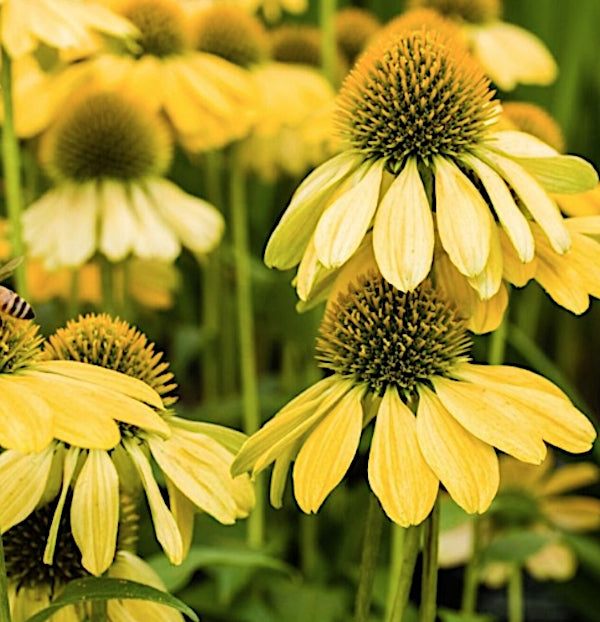 Echinacea Sunrise (r)  vaso 1 lt.