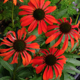 Echinacea Tomato Soup (r)  vaso 1 lt.