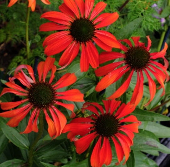 Echinacea Tomato Soup (r)  vaso 1 lt.