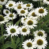 Echinacea Virgin (r)  vaso 1 lt.