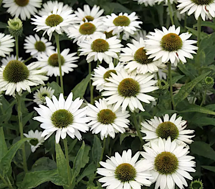 Echinacea Virgin (r)  vaso 1 lt.
