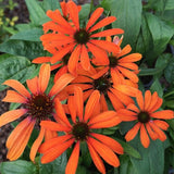 Echinacea Julia (r)  vaso 1 lt.