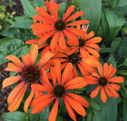 Echinacea Julia (r)  vaso 1 lt.