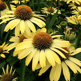 Echinacea Cleopatra (r) vaso 1 lt.