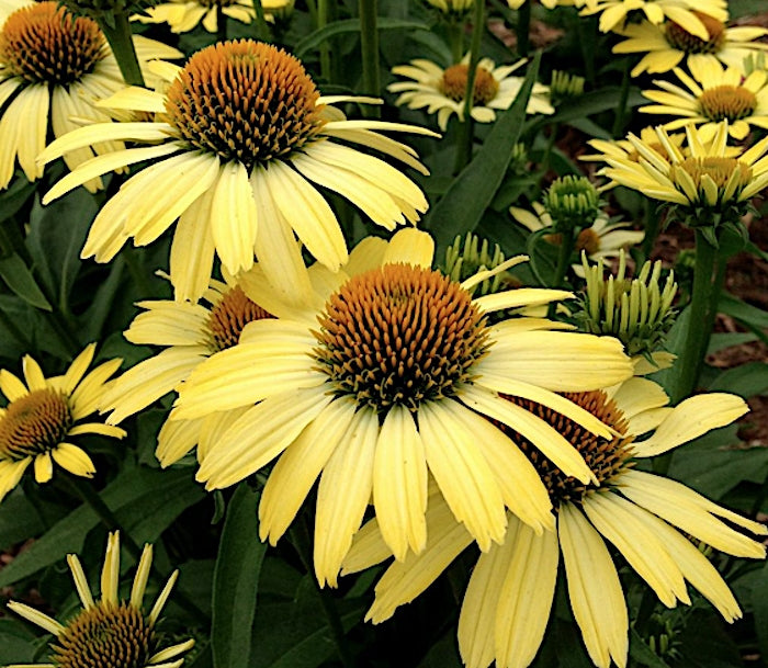 Echinacea Cleopatra (r) vaso 1 lt.