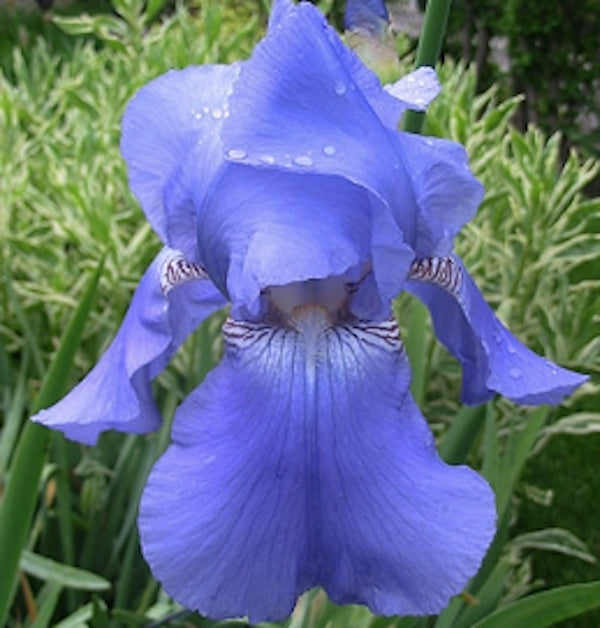 Iris Germanica Blu chiaro  vaso 1 litro