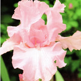 Iris Germanica Rosa   vaso 1 litro
