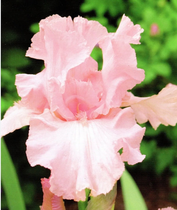 Iris Germanica Rosa   vaso 1 litro