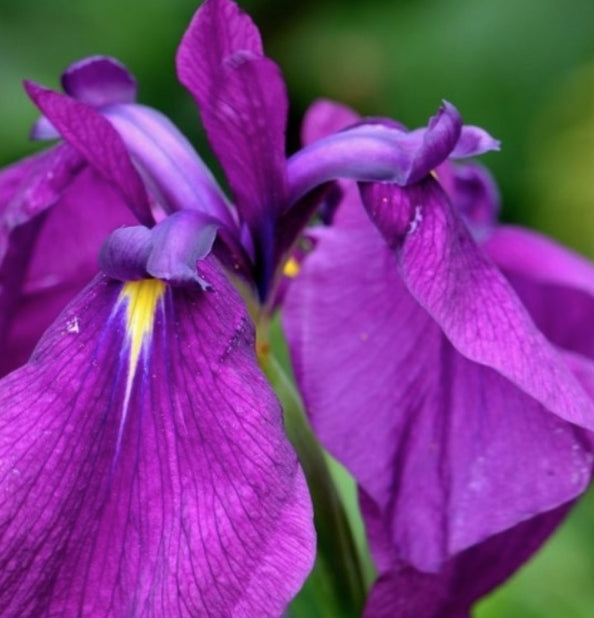 Iris Kaempferi v.9
