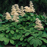 Rodgersia aesculifolia v. 1 lt.