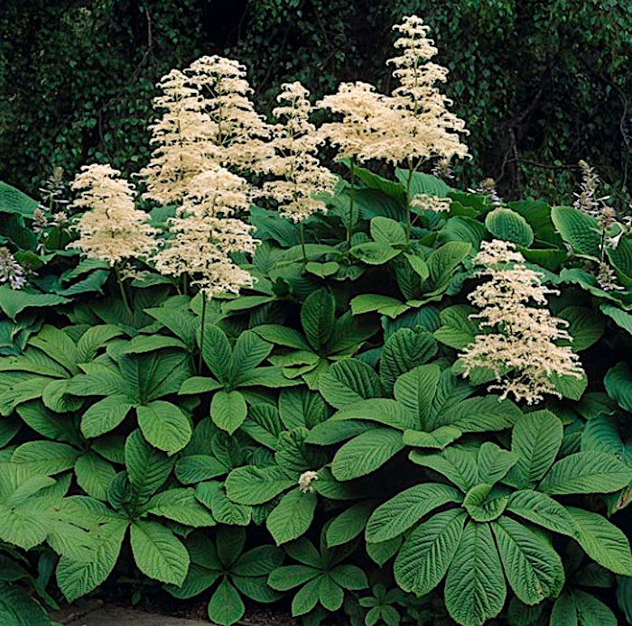 Rodgersia aesculifolia v. 1 lt.