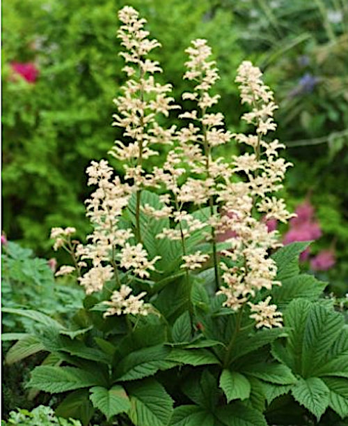 Rodgersia Pinnata v. 1 lt.
