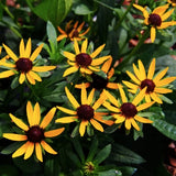 Rudbeckia Fulgida Little Goldstar v. 9