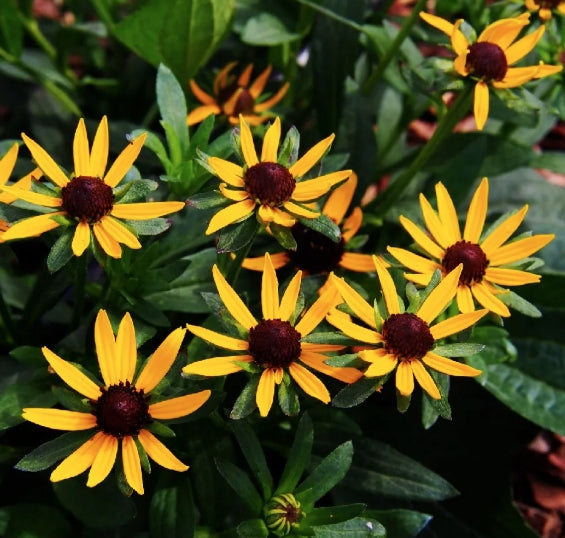 Rudbeckia Fulgida Little Goldstar v. 9