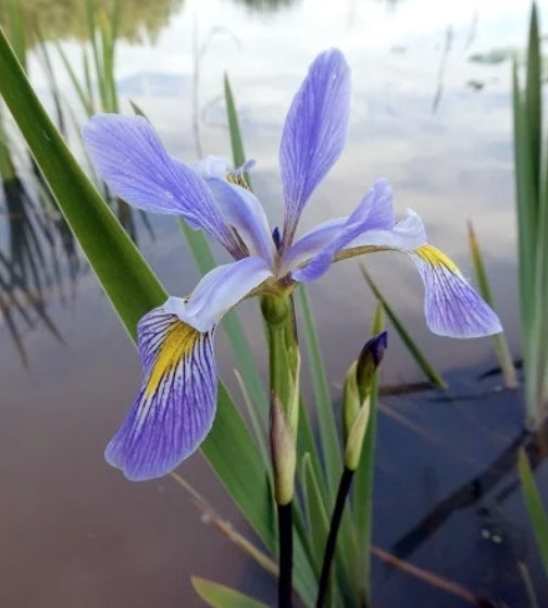 Iris Versicolor v.9