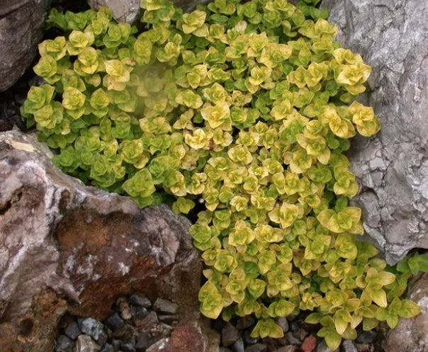 Origanum Vulgaris aureum v.9