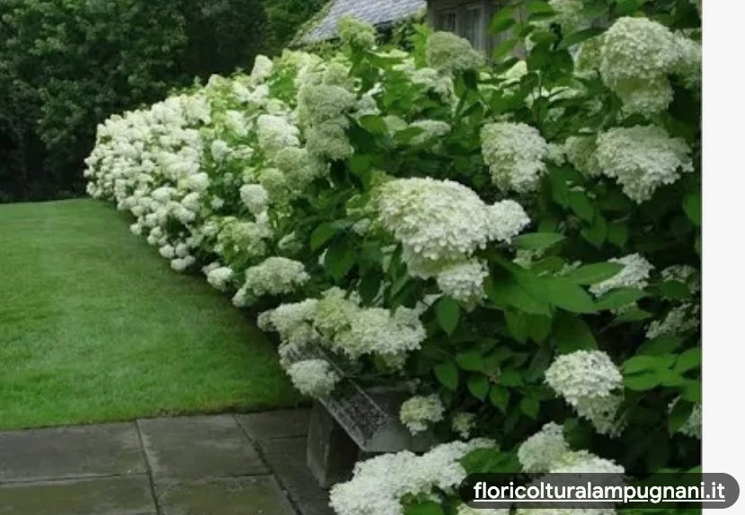 Hydrangea paniculata little Limelight
