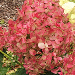 hydrangea paniculata quick fire vaso