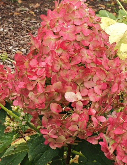 hydrangea paniculata quick fire vaso