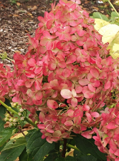 hydrangea paniculata quick fire vaso