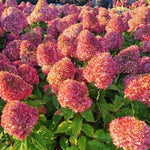 hydrangea paniculata quick fire vaso