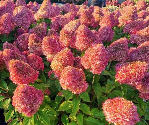 hydrangea paniculata quick fire vaso
