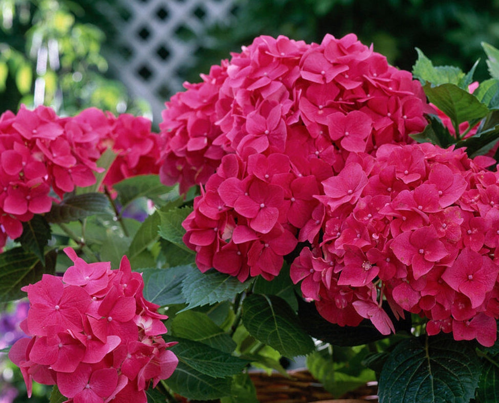 Hydrangea Macrophylla Hermann Dienemann  vaso 18