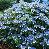 Hydrangea serrata Blue Bird v.18