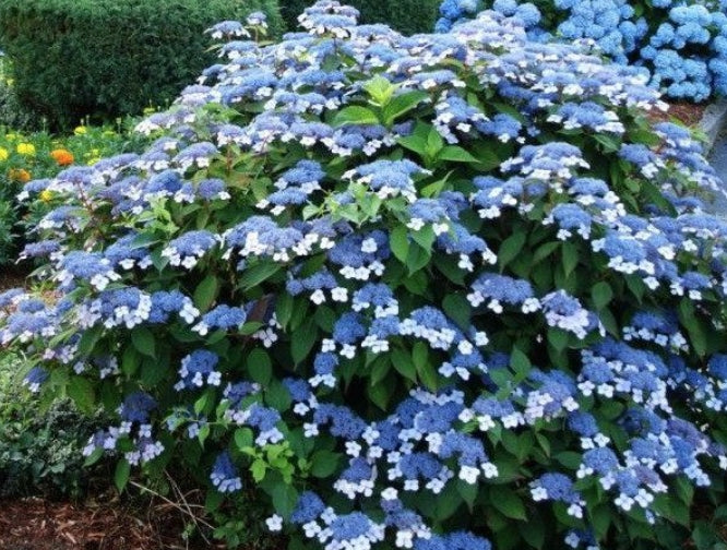 Hydrangea serrata Blue Bird v.18