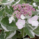 Hydrangea macrophylla variegata 'Teller Variegated' vaso 19