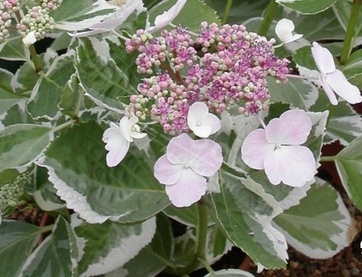 Hydrangea macrophylla variegata 'Teller Variegated' vaso 19