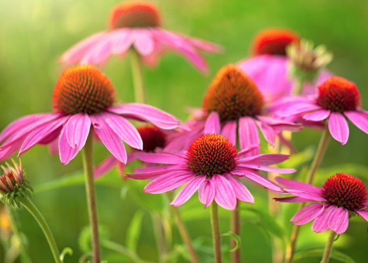 Echinacea Purpurea vaso 9