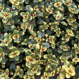 Thymus Citriodorus Doone Valley v.9