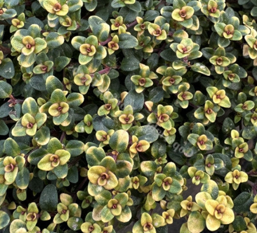 Thymus Citriodorus Doone Valley v.9