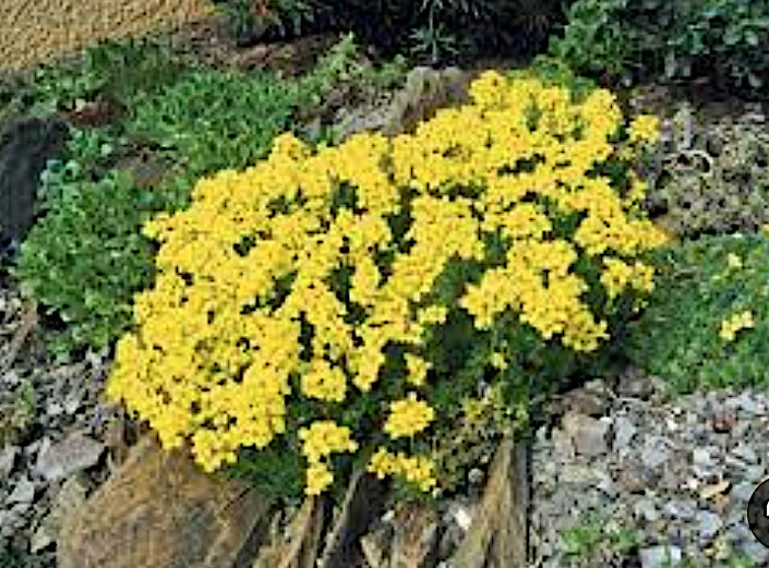 Thymus Citriodorus Aureus v.9