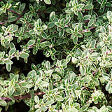 Thymus Citriodorus Silver Queen v.9