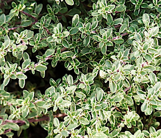 Thymus Citriodorus Silver Queen v.9
