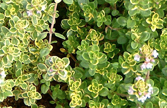 Thymus Citriodorus Variegatus v.9