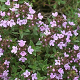 Thymus erba barona v 9