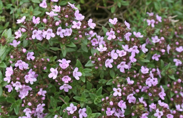 Thymus erba barona v 9