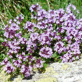 Thymus Longicaulis v. 9