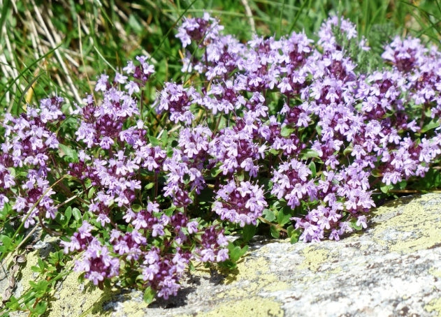 Thymus Longicaulis v. 9