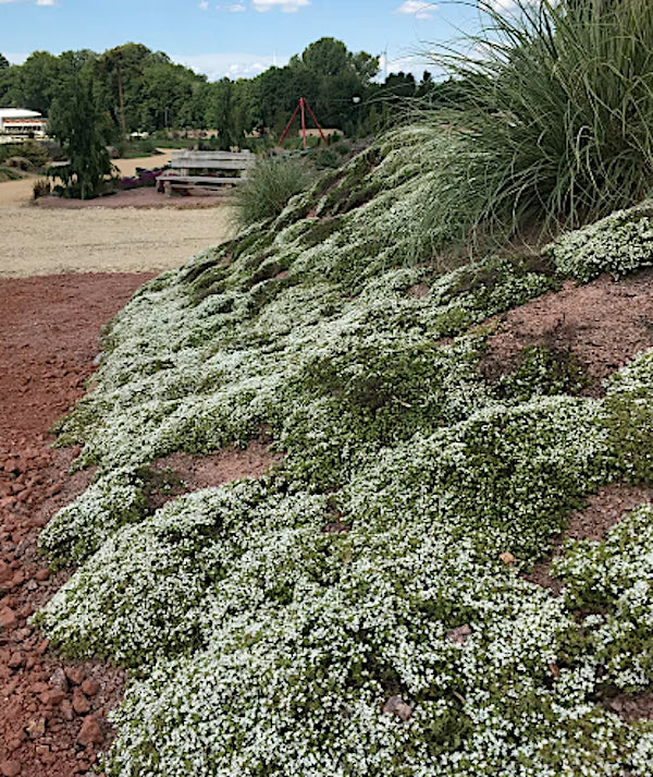 Thymus Praecox albus v. 9