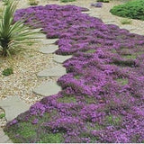 Thymus Praecox atropurpurea v. 9