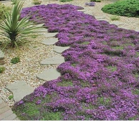 Thymus Praecox atropurpurea v. 9
