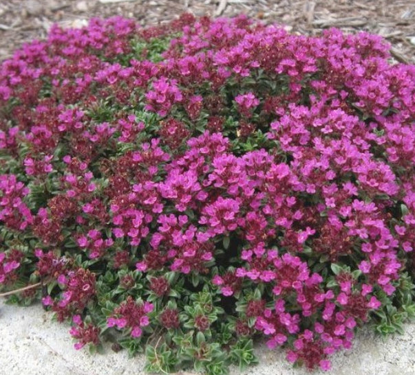 Thymus Praecox Coccineus v. 9