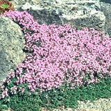 Thymus Praecox Pink Chintz v. 9